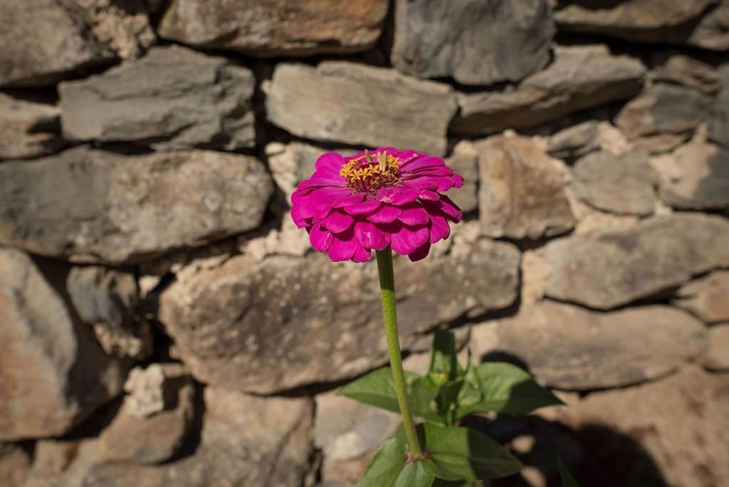 Hébergement de vacances L'ange : Entre Monts Et Vallees *